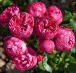 Flower Power & Vases에 있는 Chris Ryder님의 핀 | 꽃