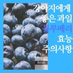 강아지 블루베리 먹어도되요.강아지에게좋은과일_02 | 2025 펫리코
