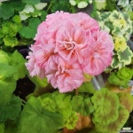 아미띠에 한국제라늄 동일품발송(Pelargonium(Geranium)) - 관엽식물(Foliage)