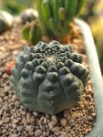 #Succulents #Succulentlovers #Cactus #Cactuslovers #minigarden | 식물, 원예, 꽃