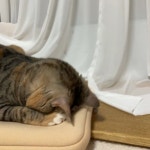 Pin page ʚ쵸코둥이ɞ on Instagram: “오늘도 고멘네코 ~ 쵸다는 네모를 참 조아해” | Cats, Animals
