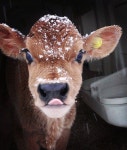 Cows에 관한 95개의 최상의 Pinterest 이미지 | 농장 동물, 시골 생활 및 농장 Cows
