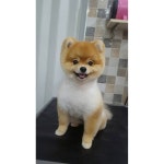 푼 보람이 있군아~^^♡ #이쁘개스타일 #포항애견미용 #애견미용 #애견미용스타일 #애견미용사 #애견 #애견패션 #포항애견 #포항애견샵... 