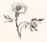 sketches and pencil에 있는 Aurooorrre님의 핀 | 식물