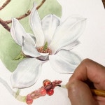 “목련”그리기 🌿🌿 #목련#백목련#magnolia #보타니컬아트설렘수채 #기초보타니컬아트 #보타니컬아트북 #botanicalartbook... 