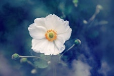 아네모네 꽃 흰 - Pixabay의 무료 사진 자연 사진 - 무료 이미지 다운로드 - Pixabay | Flowers, White flowers, Flower images