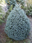 정원예술학교 디자인드바이(designed by) 피사로의 시간 | Picea Pungens - I've planted one of these as my future xmas tree | 정원 아이디어, 아름다운 정원, 정원