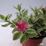 썬로즈(랜덤) - 공기정화식물(air purifying plants) - 2023 | 관엽 식물, 꽃, 식물