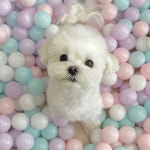 🍓김딸기🍓 on Instagram: 다들 비오는데 모하남~?! @mumu_kindergarten #무무유치원 | Instagram dogs, Cute dogs, Dog love
