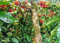 Pin page Pin oleh Do Gyeong di 커피관련 di 2024 | Kebun, Desain, Desain rumah