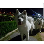 동해에는 큰멈머가 별로없다 있어도  아직 큰멈머들은 묶여서 지내는... 일도없는멈머 그러다 육개월쯤에 만나게된 사모예드 설꼬미... 