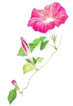 Pin on 나팔꽃