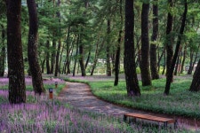 A pine tree path. 상주 화북 | Frequent flyer miles, Landscape, Cheap plane tickets