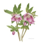 #헬레보루스 #수채화 #회원작품 #보타니컬아트 #식물세밀화 #보태니컬… | Flores, Porcelana, Vajillas