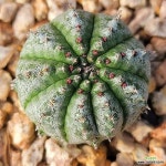 백오배사(밀크쉐이크) 맨하단부 친자구 - 선인장(Cactus)