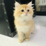 무관심 포즈 - 2020 | 노르웨이숲 고양이