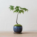 Bonsai에 관한 515개의 최상의 Pinterest 이미지 | 식물, Vivarium 및 미니 정원 Bonsai
