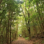 《엄마아빠 손 잡고 걷는 아이들이 참 부럽다. #선흘리#동백동산#제주여행#숲길#forest#森》 | 숲, 나무