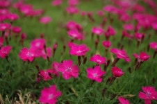 지방행정연수원 본관앞에서 | 나무