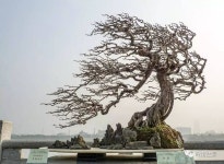 Pin by 선달 김 on 분경 | Bonsai pruning, Bonsai art, Bonsai garden