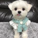 ปักพินโดย Heera kim | 김희라 ใน small breed dogs ในปี 2022