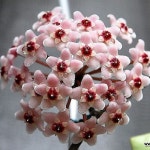 호야 크링클 중품(꽃대없음) 희귀호야 행잉플랜트 키우기쉬운식물(Hoya carnosa Krinkle 8) - 공기정화식물(air purifying plants)