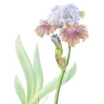 좋아요 1,236개, 댓글 10개 - Instagram의 Botanical Art Community(@botanicalartlovers)님: Art by @jennyphillipsbotanicalart... 