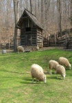 sheep의 최고 인기 이미지 180개 | 농장 동물, 시골 생활 및 염소 sheep