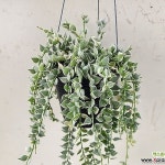 밀리언하트 (랜덤) - 틸란드시아(Tillandsia)