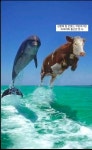 Pin by S on 짤 | Funny animals, Dolphins, Animals