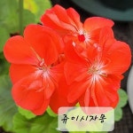 36 쥬이시자몽 제라늄 02-04(Pelargonium(Geranium)) - 관엽식물(Foliage)
