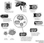 beekeeping에 관한 61개의 최상의 Pinterest 이미지 | 꿀, 양봉 및 퍼머컬쳐 beekeeping
