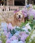 nice to meet you 🩵 ⠀ 시흥 신세계 프리미엄 아울렛 design by @ggotda_atelier ⠀ ⠀ Golden Retriever Bella 골든리트리버... 