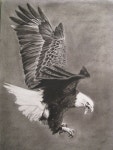 남형문화(주) | Pin page Pin by 남형 김 on 빠른 저장 in 2024 | Bird drawings, Birds in flight, Eagle in flight