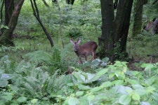 사려니숲  노루(이미지 포함)