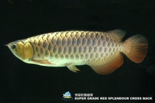 Byungsoo Chae님이 Animal에 올린 이미지 | 동물, 물고기