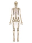 human anatomy pictures에 있는 핀
