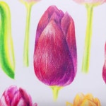 일러스트레이션 #색연필화 #garden #spring… | 식물 일러스트... 일러스트레이션 #색연필화 #garden #spring… | 식물 일러스트... 