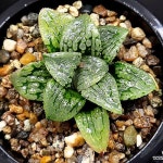 (특가)(추가할인) 마릴린(대묘) 106-2(Haworthia comptonia Marilyn) - 하월시아(Haworthia)