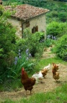 Chicken ❤️의 최고 인기 이미지 778개 | 닭장, 공예 및 농장 Chicken ❤️