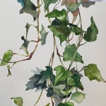 ccong on Instagram: #아이비 #수채화 #수채일러스트 #초록잎수채화 #그린 #잎 #ivy #Plantae #watercolor #watercolorpainting... 