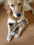 aww에 관한 24개의 최상의 Pinterest 이미지 | 개와 고양이, 고양이 및 동물과 애완동물 aww