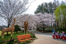『전주동물원 (全州動物園)』《전북 전주시 덕진구에 있는 동물원으로 1978년에 개원하여 현재 106종 670여... | 일상
