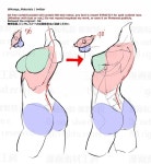Pin by slonik 김 on 크로키 | Female anatomy reference, Body reference drawing, Anatomy reference