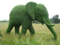 Topiary에 관한 131개의 최상의 Pinterest 이미지 | 정원 예술, 꽃 정원 및 식물 Topiary