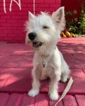 입에 지지가 묻어도 나는 조아 코에 가을바람을 묻힐거야... (With images) | West highland white terrier, Terrier dog breeds... 