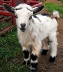 Goats!에 관한 24개의 최상의 Pinterest 이미지 | 아기 염소, 농장 동물 및 염소 Goats!