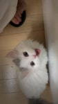 라폴레옹 앤 🔱 포메먼치킨🐹 [Video] in 2021 | Cute cats and kittens, Cute cats, Dog cat