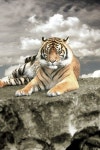 Pin by 용대 김 on Nature ❤️ | Big cats, Tiger love, Tiger