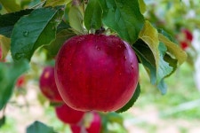 Pixabay의 무료 이미지 - 애플, 사과 과수원, 레드, 농업, 사과 나무, Nagao | Apple, Fruit, Agriculture